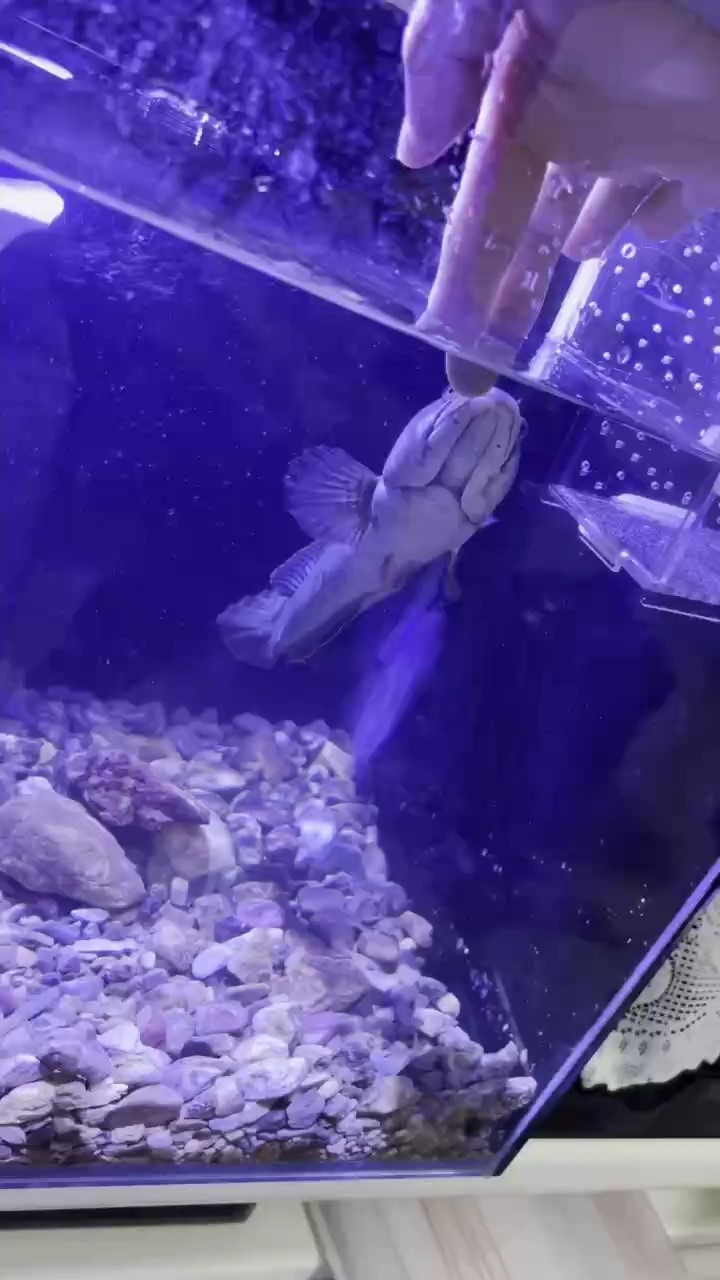 彩虹雷龍