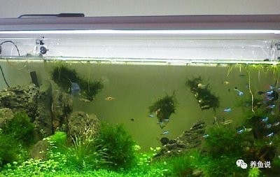 愛唯希魚缸專賣店地址在哪里查詢（愛唯希魚缸專賣店地址在哪里查詢啊）