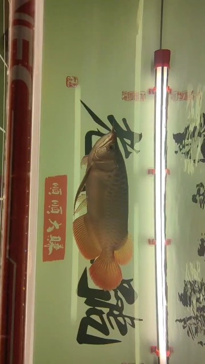 深夜賞魚，喧囂浮躁的社會，寧靜的心，可能它不夠優秀，但是它的游動可以讓人心沉淀，安穩！
