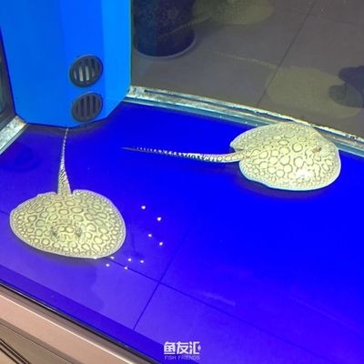 魟魚不開口原因以及對策：魟魚不開口可能由多種原因引起