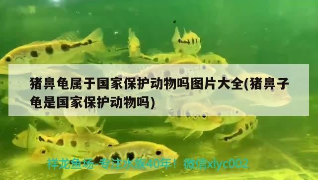 豬鼻龜屬于國家保護動物嗎圖片大全(豬鼻子龜是國家保護動物嗎)