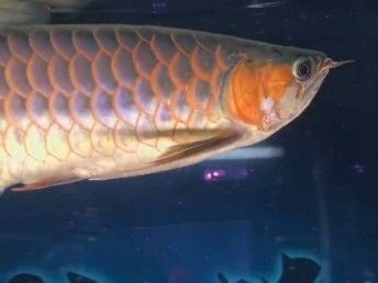 龍魚論壇天王至尊紅龍怎么樣：天王紅龍魚日常護理要點天王紅龍魚日常護理要點