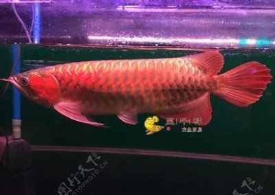 印尼紅龍魚(yú)場(chǎng)有哪些魚(yú)類：印尼紅龍魚(yú)場(chǎng)養(yǎng)殖的一些魚(yú)類