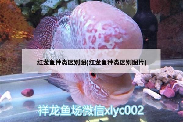 印尼紅龍魚場有哪些魚類：印尼紅龍魚場養(yǎng)殖的一些魚類