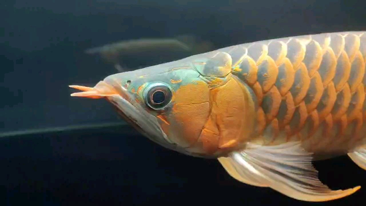 魚缸過濾器選購指南:自制魚缸過濾器魚缸上置過濾器對于養魚愛好者的必備知識 5024.10.9 龍魚論壇 5024.10.9 5024.10.9 龍魚論壇