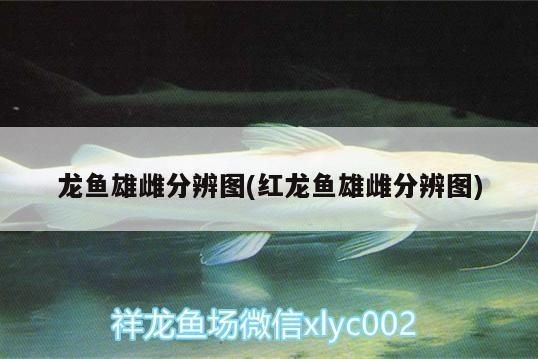 紅龍魚性別鑒別方法：紅龍魚性別鑒別方法：紅龍魚口孵卵過程解析紅龍魚性別鑒別誤區