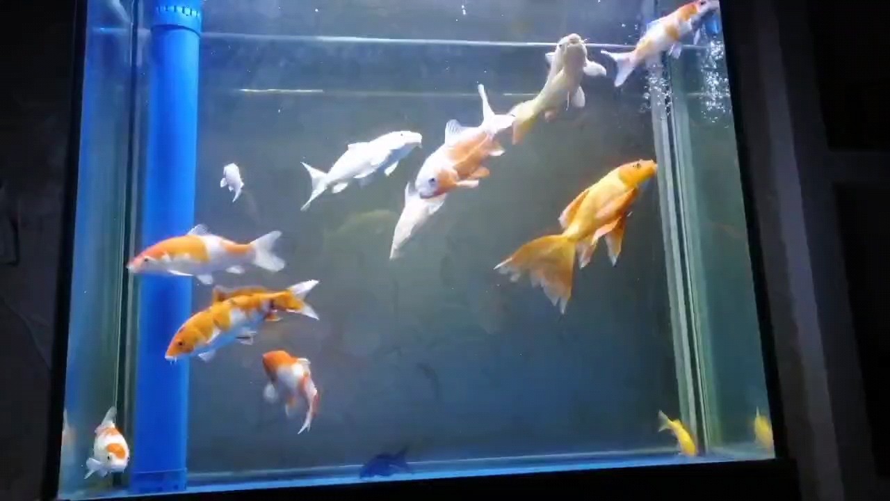 一群??