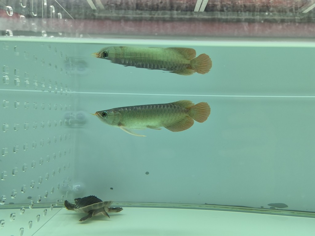 第二次換水1/3