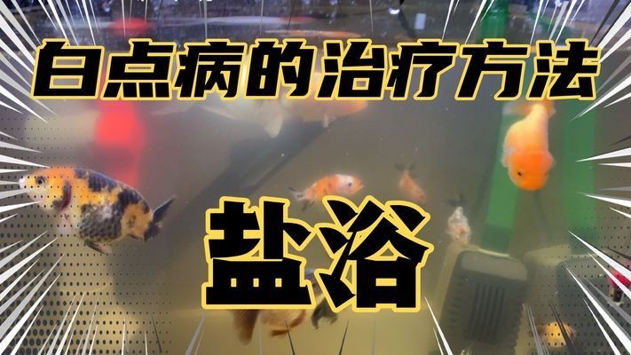 金龍可以和銀龍一起養嗎：金龍可以和銀龍一起養嗎視頻