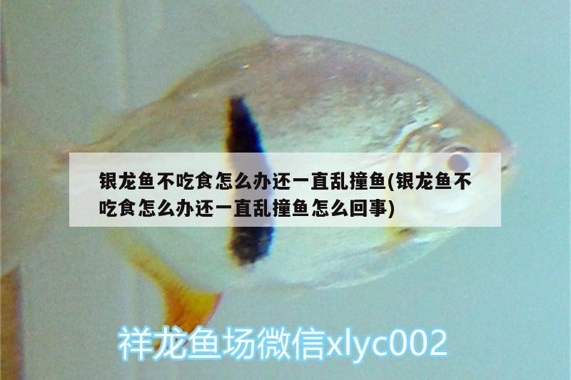 銀龍魚不吃食怎么辦還一直亂撞魚(銀龍魚不吃食怎么辦還一直亂撞魚怎么回事)