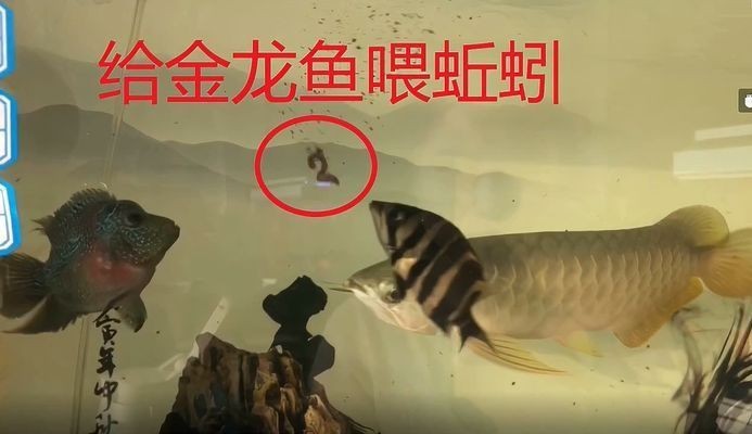 龍魚適合吃什么蚯蚓vs祥龍魚場：祥龍魚場評價龍魚飼料選擇指南