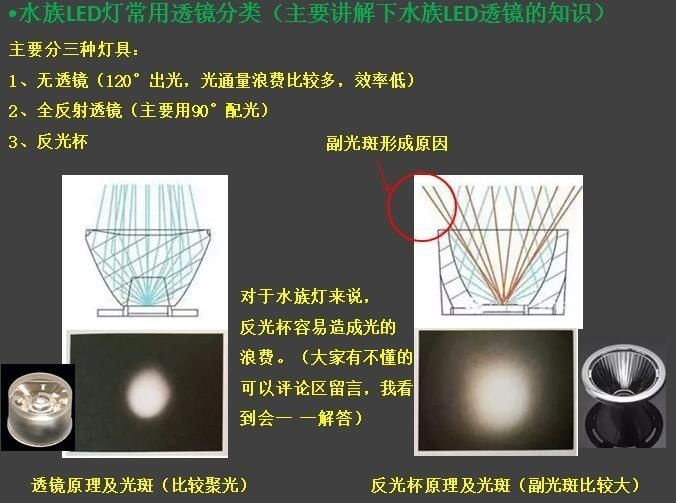 女王大帆能和地圖魚一起養嗎（女王大帆可以和錦鯉混養嗎）