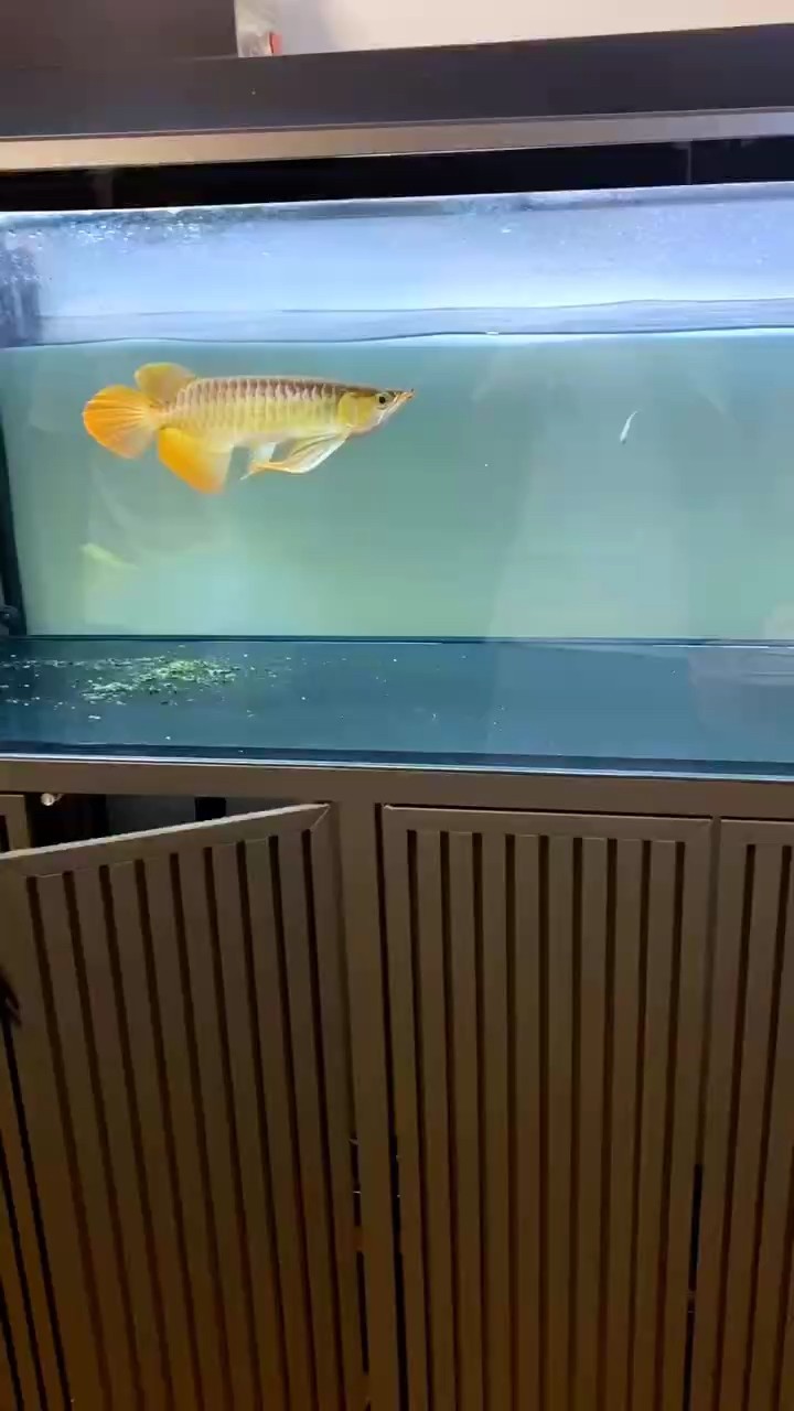 大湖魚，這條潛力如何？