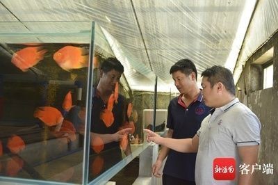 金龍和銀龍可以混養嗎：金龍和銀龍可以混養嗎?