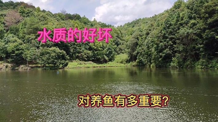 金龍和銀龍混養(yǎng)利弊：金龍和銀龍混養(yǎng)利弊分析