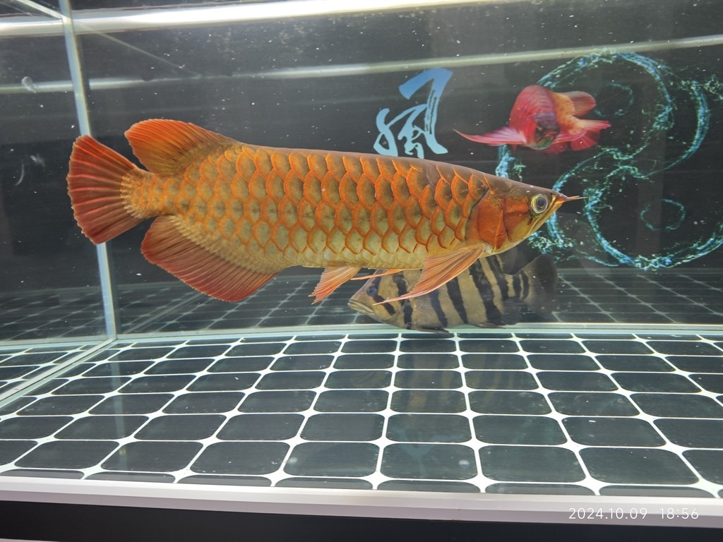 2年3個月