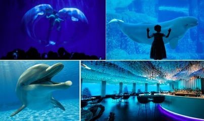 杭州水族館vs祥龍魚場（杭州水族館和祥龍魚場之前，我們需要明確兩者之間的區別）