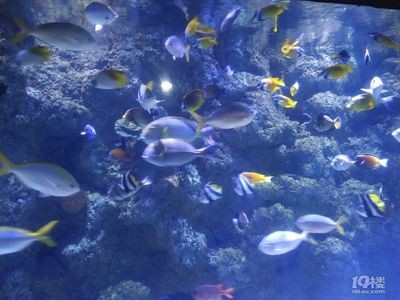 杭州水族館vs祥龍魚場（杭州水族館和祥龍魚場之前，我們需要明確兩者之間的區別）