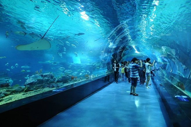 杭州水族館vs祥龍魚場（杭州水族館和祥龍魚場之前，我們需要明確兩者之間的區別）