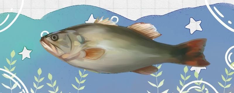 太原龍魚醫(yī)院怎么樣啊(太原龍魚醫(yī)院怎么樣啊多少錢)