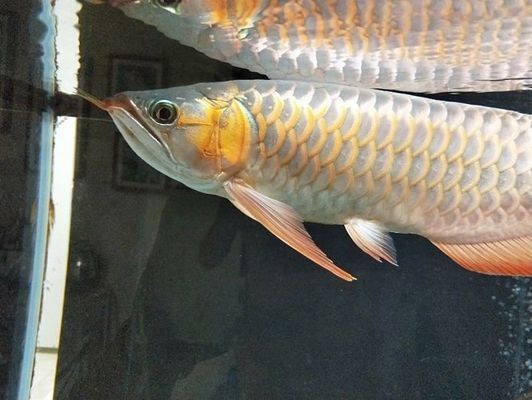 紅龍魚多大：紅龍魚生長詳情