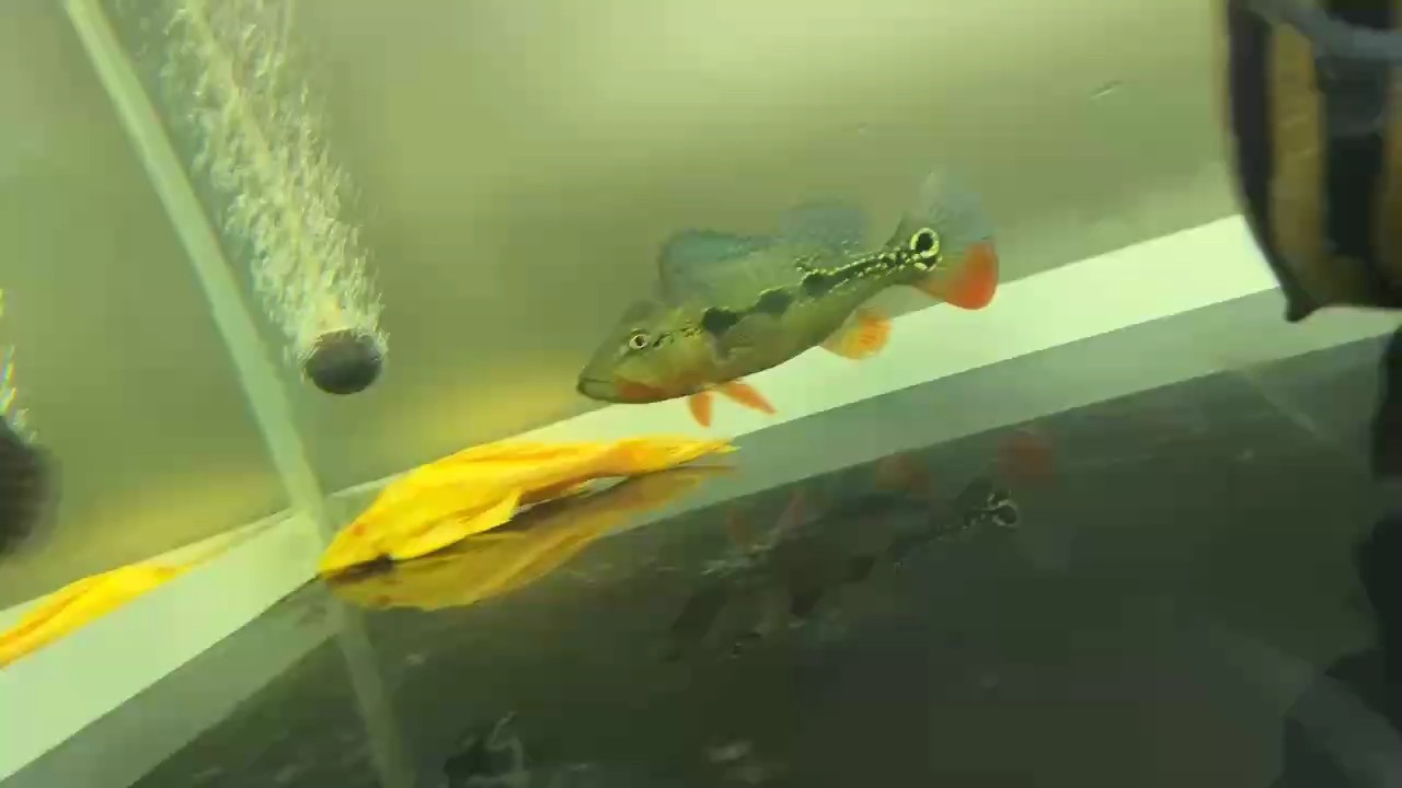 魚缸過濾器選購指南:自制魚缸過濾器魚缸上置過濾器對于養魚愛好者的必備知識 佛哥fogo 龍魚論壇 佛哥fogo 佛哥fogo 龍魚論壇