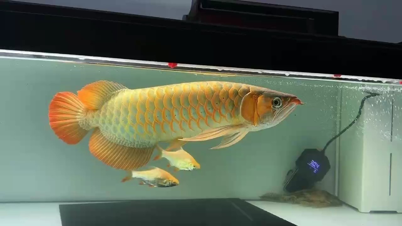 升級紅龍了