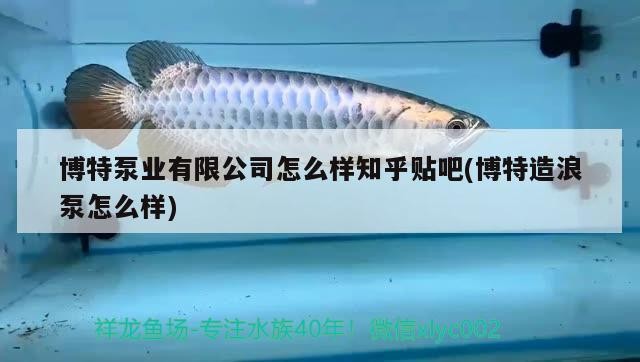 博特泵業有限公司怎么樣知乎貼吧(博特造浪泵怎么樣)