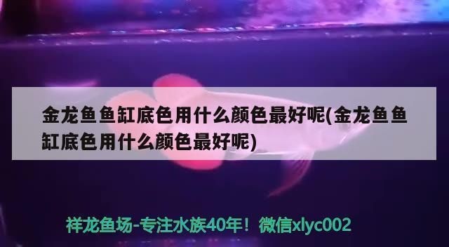 過背金龍魚用什么顏色的燈比較好看呢圖片：如何為過背金龍魚選擇合適的燈光