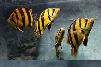 如何區分印尼虎和蘇虎的區別：印尼虎和蘇虎的區別