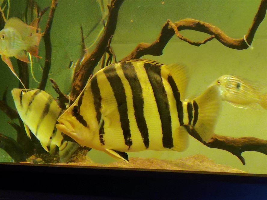 如何區分印尼虎和蘇虎的區別：印尼虎和蘇虎的區別