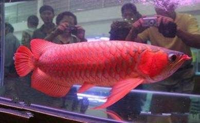 紅龍魚哪里的好養(yǎng)活一點：新手飼養(yǎng)紅龍魚需要關(guān)注水質(zhì)、溶氧量和喂食等方面