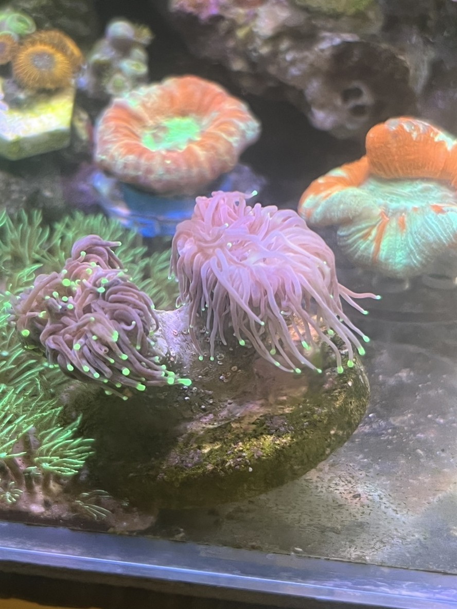 黑火柴脫藻脫骨