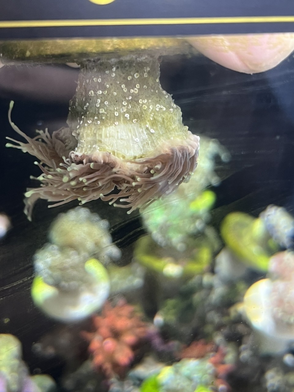 黑火柴脫藻脫骨