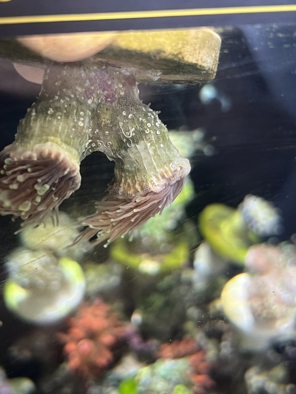 黑火柴脫藻脫骨