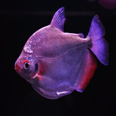 結尾魚盡量少吃：結尾魚盡量少吃什么東西