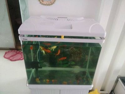40厘米魚缸能養(yǎng)錦鯉嗎：40厘米的魚缸可以養(yǎng)錦鯉嗎 40厘米魚缸能養(yǎng)錦鯉嗎：40厘米的魚缸可以養(yǎng)錦鯉嗎 魚缸百科 第1張
