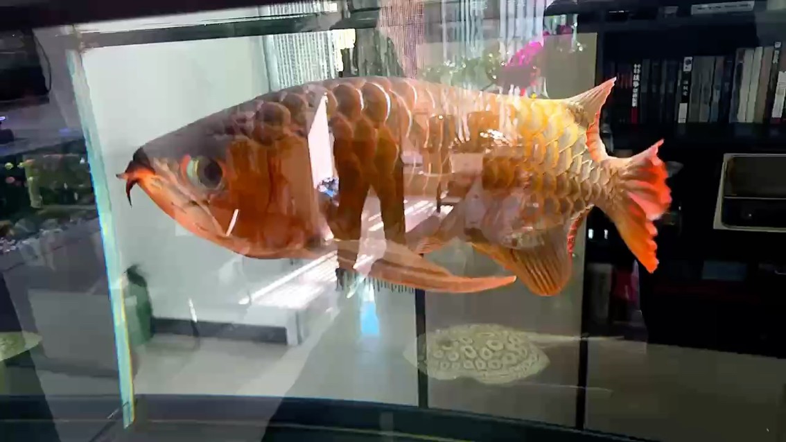 龍魚干蝦有營養嗎 更新,10.1七天。 龍魚論壇 更新,10.1七天。 更新,10.1七天。 龍魚論壇