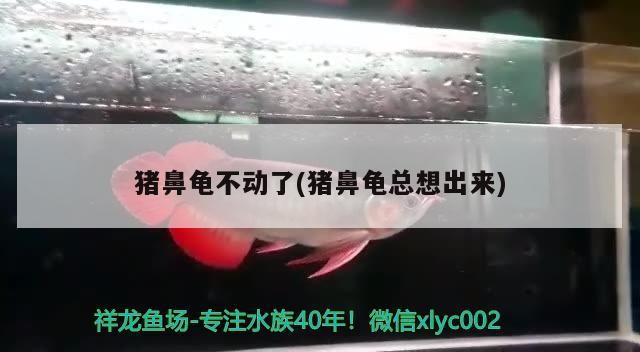 豬鼻龜不動了(豬鼻龜總想出來)