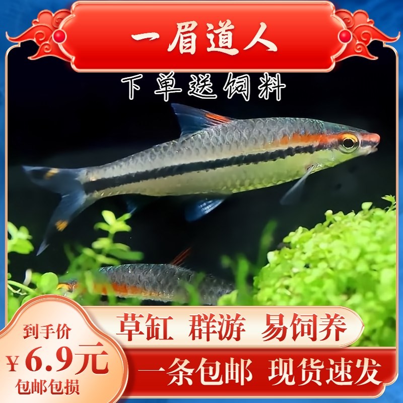 降低魚缸水質的六個要點：降低魚缸水質的六個要點是什么