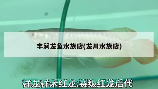 豐潤龍魚水族店(龍川水族店)