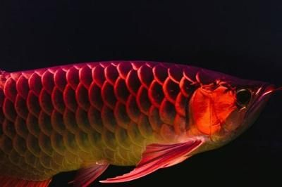 紅龍魚水質變化過程：紅龍魚水質變化過程的簡要介紹