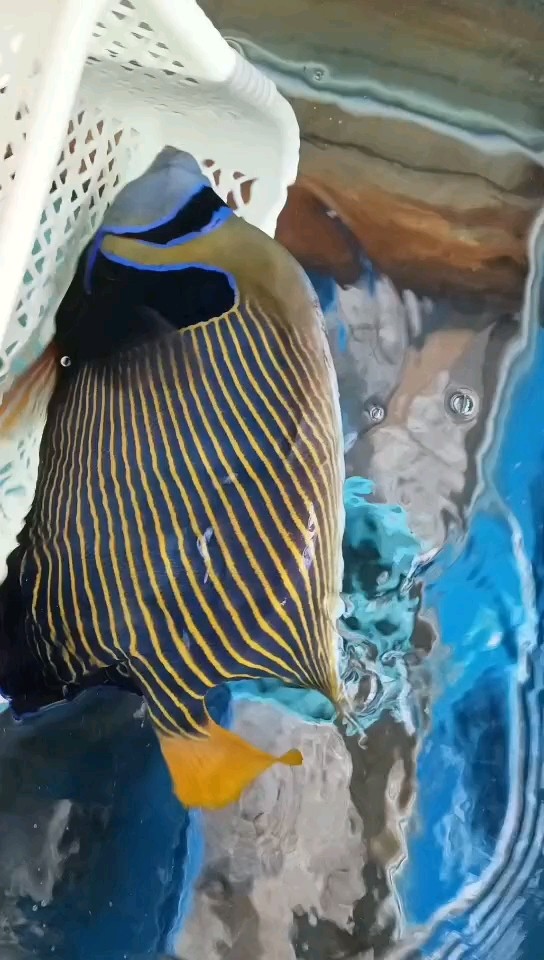 皇后仙