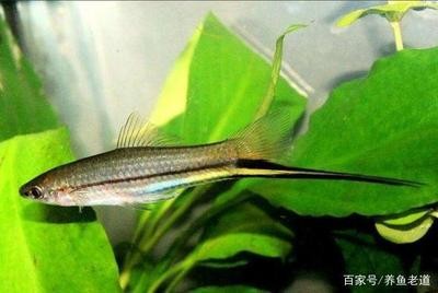 見魚發財的祝福句子：見魚發財的祝福句子簡短