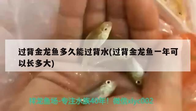 過背金龍魚多久能過背水(過背金龍魚一年可以長多大)