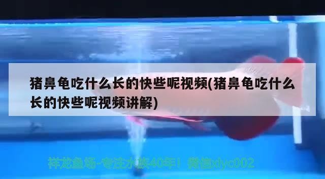 豬鼻龜吃什么長的快些呢視頻(豬鼻龜吃什么長的快些呢視頻講解)