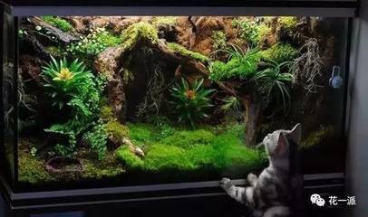堿性水最忌三種魚：堿性水最忌三種魚類