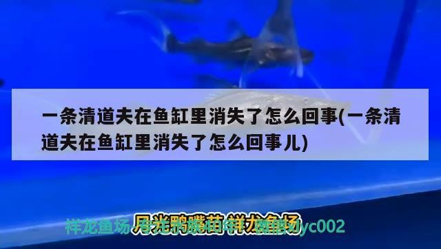 一條清道夫在魚缸里消失了怎么回事(一條清道夫在魚缸里消失了怎么回事兒)