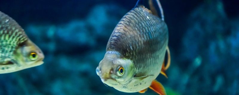 好看兇猛觀賞魚（好養(yǎng)的兇猛觀賞魚排名）