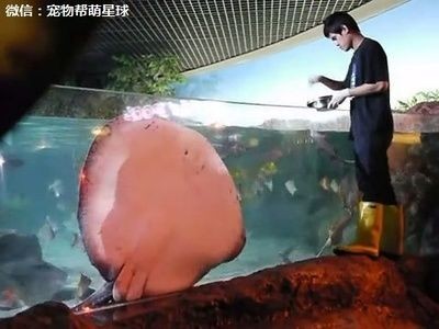 魟魚怎么喂食視頻：魟魚怎么喂食視頻[需手動填充][需手動填充]魚怎么喂食視頻,喂食注意事項 魟魚怎么喂食視頻：魟魚怎么喂食視頻[需手動填充][需手動填充]魚怎么喂食視頻,喂食注意事項 魟魚百科 第3張